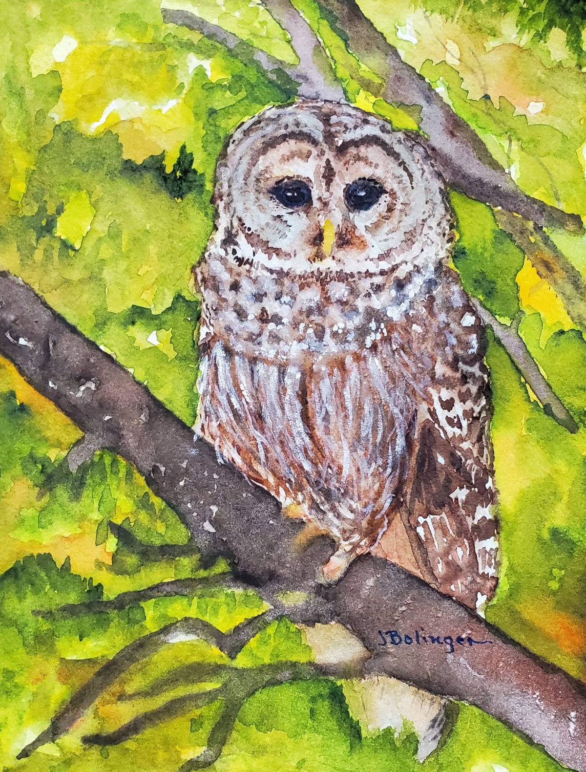 Barred owl, watercolor by Judy Bolinger