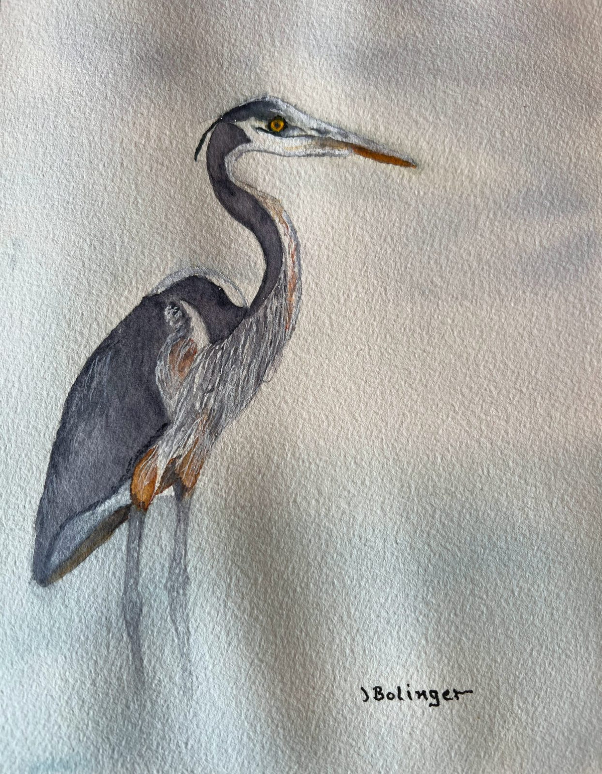 Great blue heron, watercolor by Judy Bolinger