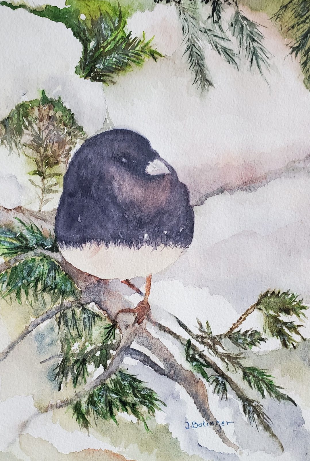 Junco in the pines, watercolor by Judy Bolinger
