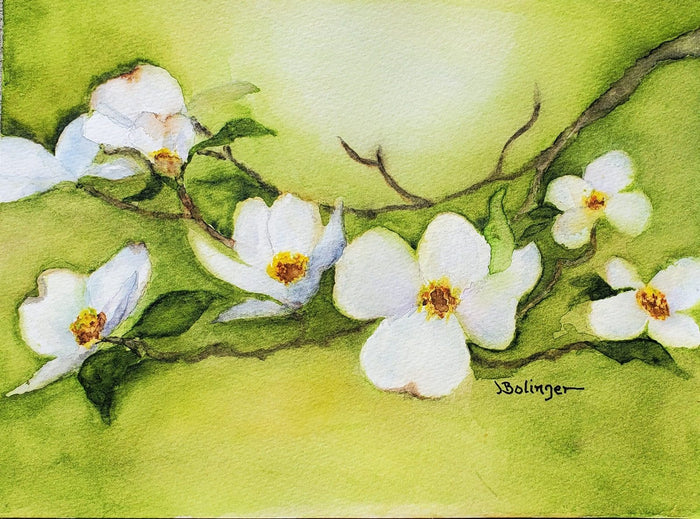 White dogwood, watercolor by Judy Bolinger