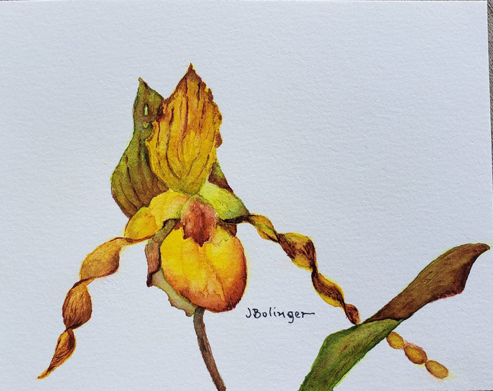 Yellow lady slipper, watercolor by Judy Bolinger