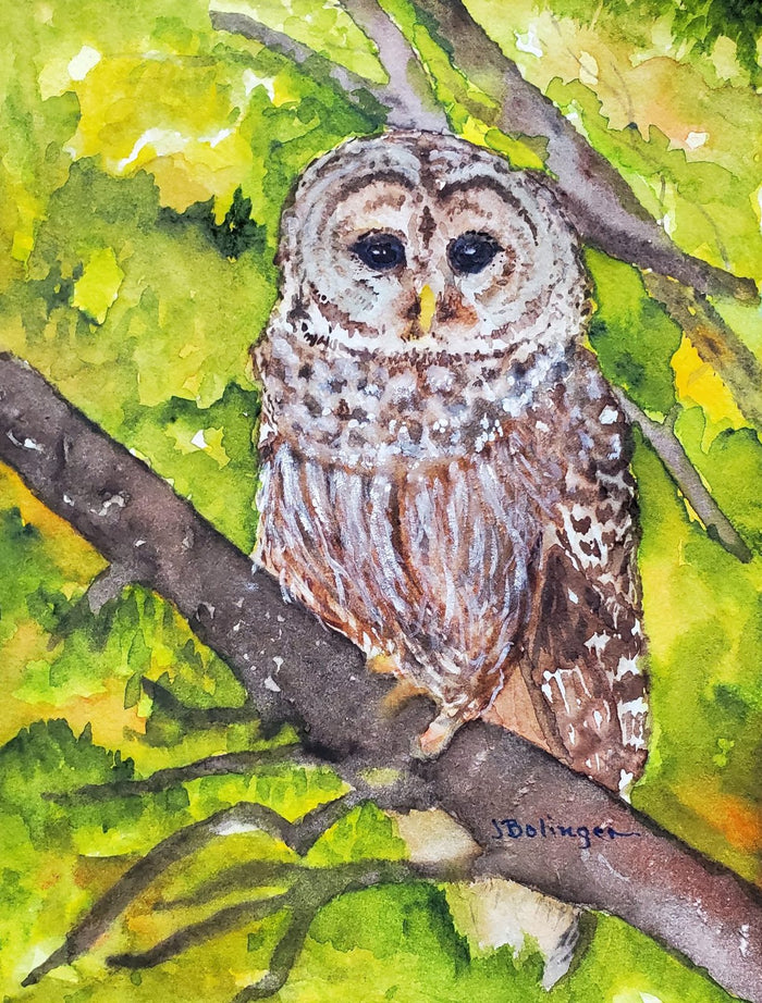 Barred owl, watercolor by Judy Bolinger