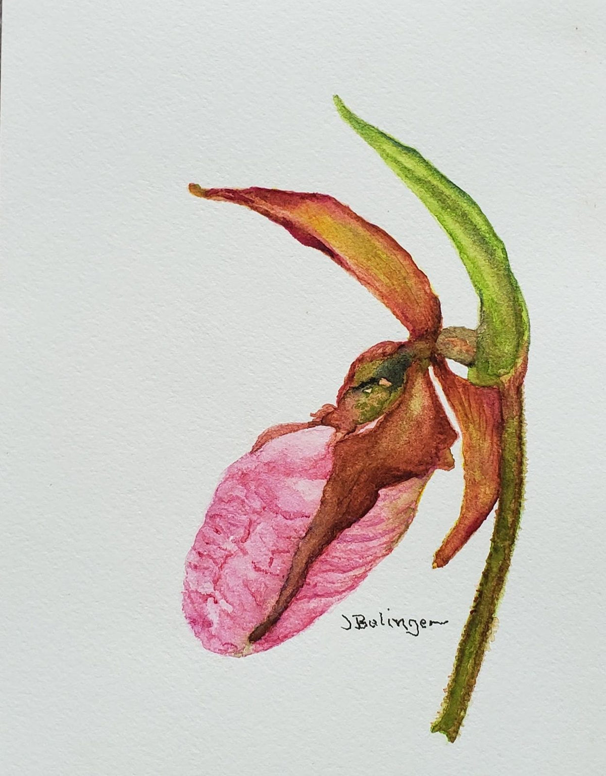 Pink lady slipper, watercolor by Judy Bolinger