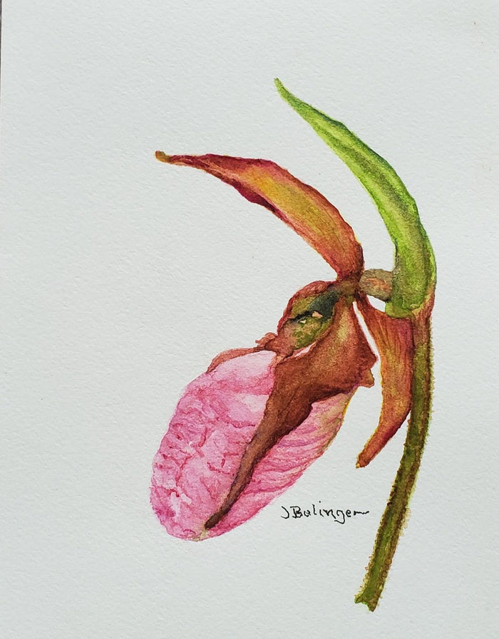 Pink lady slipper, watercolor by Judy Bolinger