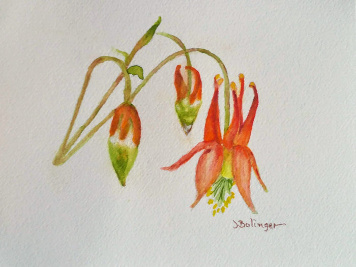 Red columbine, watercolor by Judy Bolinger