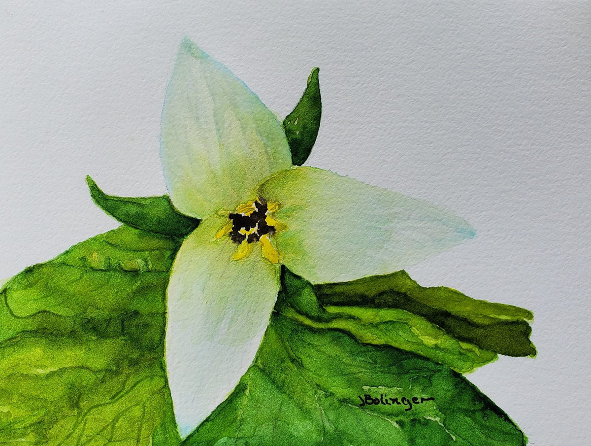 Trillium, watercolor by Judy Bolinger