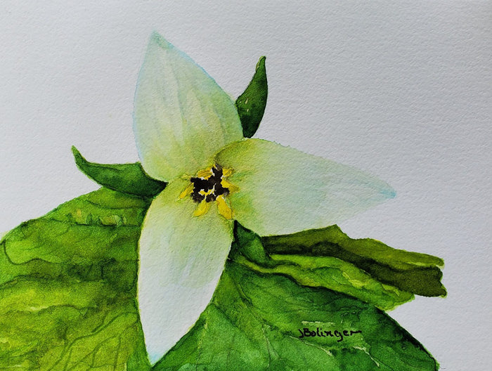 Trillium, watercolor by Judy Bolinger