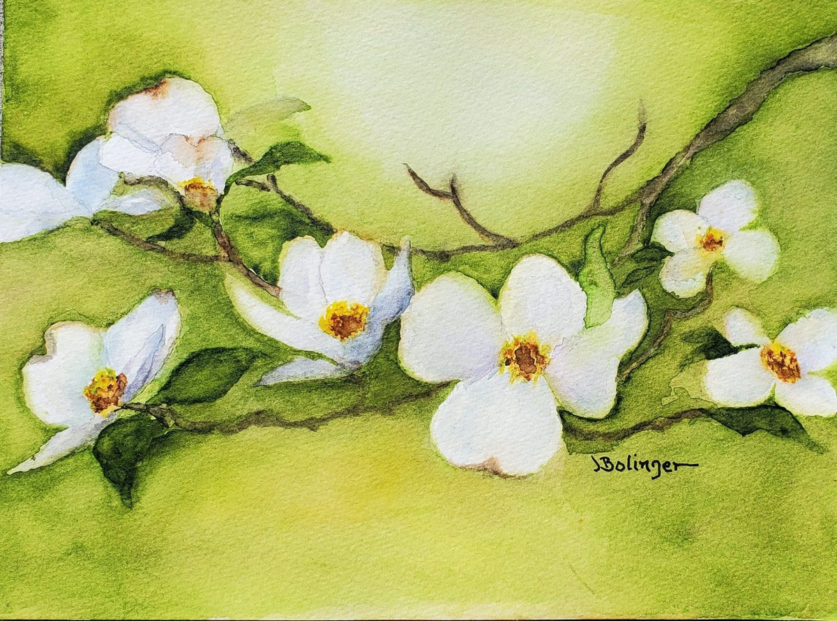 White dogwood, watercolor by Judy Bolinger